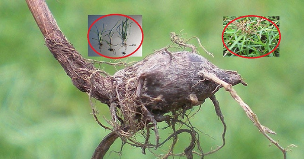Loại cây "kẻ thù nhà nông" thấy là nhổ không ngờ có giá 350.000 đồng/kg