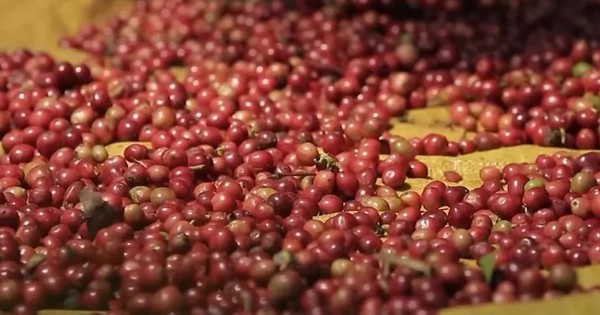 Giá cà phê chạm mức cao nhất kể từ đầu tháng 3