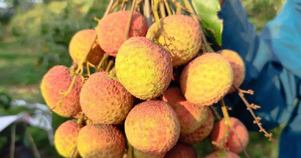 Vải Tây Nguyên đầu mùa giá cao đến khó tin