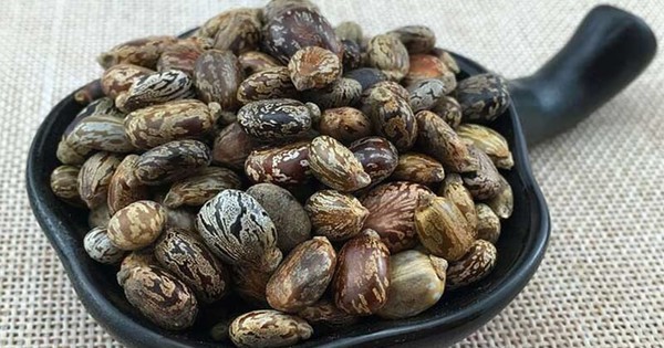 Loại hạt chứa "chất độc nguy hiểm bậc nhất hành tinh", người Việt vẫn vừa dùng vừa bán hằng ngày