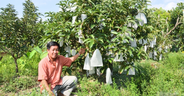 Chuyên trang Anh đánh giá đây là thực phẩm tốt nhất thế giới: Việt Nam trồng nhiều, năng suất cao bất ngờ