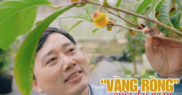 Bỏ việc lương cao đi trồng thứ "vàng ròng" Việt Nam nhiều gấp 6 lần Trung Quốc, 15 triệu đồng 1 kilogram