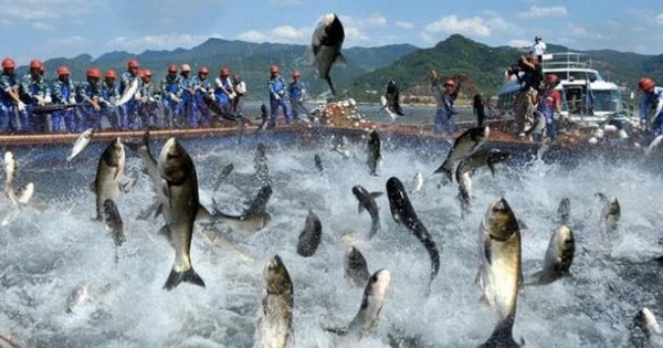 37.500 tấn thuỷ sản đang trên đường đến Mỹ, 31.500 tấn dự kiến xuất khẩu trong tháng 4, 5/2025, VASEP kiến nghị gấp