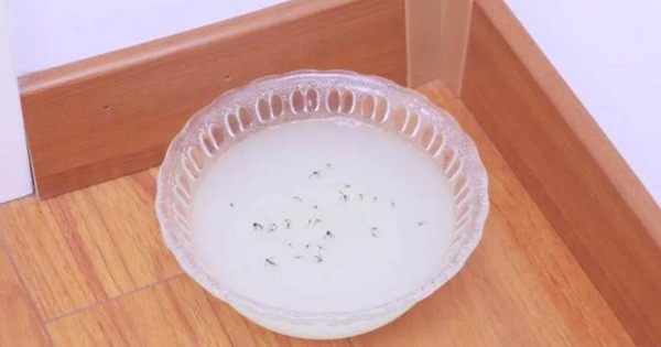 Đặt 1 bát nước trong nhà, ruồi muỗi sợ như gặp "kẻ thù": Diệt sạch không chừa con nào!