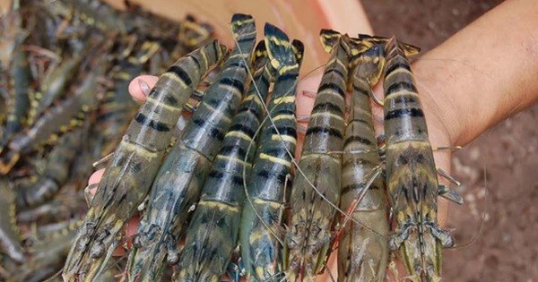 Mỹ công bố thuế 46%, Cà Mau khuyến cáo người nuôi tôm không hốt hoảng