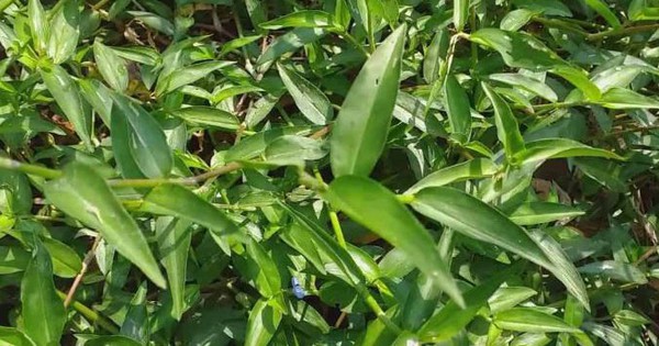 Rau mọc dại xưa cho lợn ăn nay "lên đời" thành đặc sản dân phố thích mê