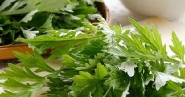 Ngải cứu được ví như 'thuốc bổ' nhưng những người này không nên ăn
