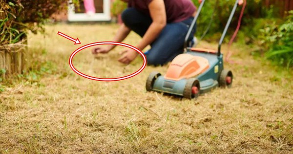 Đang cắt cỏ, người đàn ông đụng trúng vật thể lạ: Chuyên gia xem ảnh lập tức phong tỏa nguyên con phố