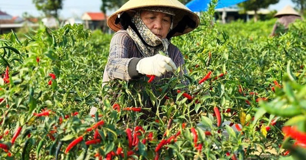 Nông dân miền Trung phấn khởi vì giá ớt cao kỷ lục