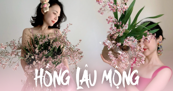 Loài hoa lạ mang tên "Hồng lâu mộng" gây sốt: Mỗi lần nở cả trăm bông, thơm ngào ngạt khắp nhà, người mệnh Thổ chắc chắn thích