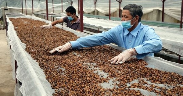 Việt Nam 'đổ bê tông' vị thế xuất khẩu cà phê lớn thứ 2 thế giới: Trung Nguyên, Highlands, Nestlé đua nhau xây nhà máy nghìn tỷ
