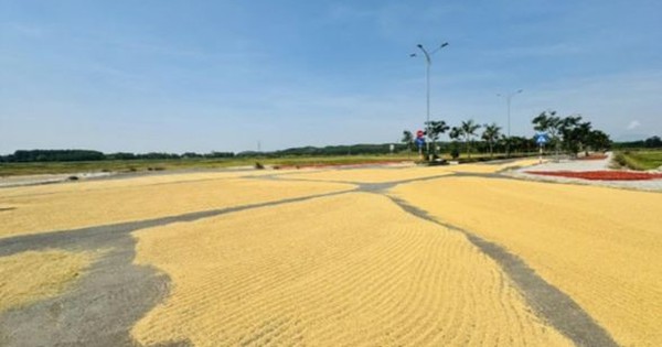 Làm đường tiền tỷ chỉ để… phơi lúa?