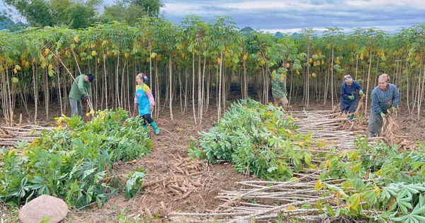 Ngoài sầu riêng, một nông sản khác từ Việt Nam là đối thủ lớn của Thái Lan: Trung Quốc săn mua gần 90% sản lượng, nước ta xuất khẩu đứng thứ 2 thế giới