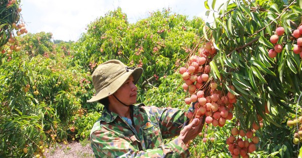 Vải thiều Đắk Lắk chín sớm, ồ ạt xuất ngoại
