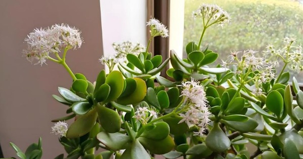 Nhà có 7 loại cây nở hoa, gia chủ "đổi vận" thăng quan phát tài, tiền tụ như mây kéo!