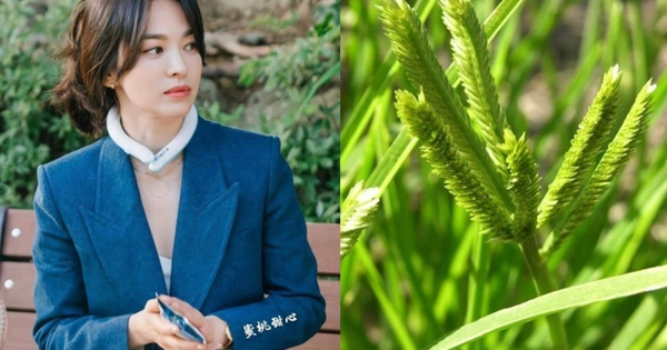 Việt Nam có 1 loại lá chống rụng tóc, kích thích mọc tóc con rất tốt: Tận dụng có thể trị được nhiều căn bệnh quen thuộc hiệu quả