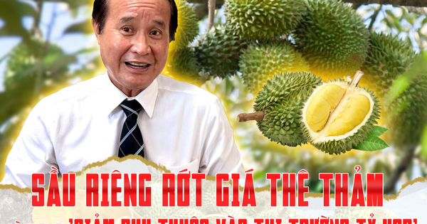 Sầu riêng rớt giá thê thảm, làm sao ‘giảm phụ thuộc vào thị trường tỷ USD’?