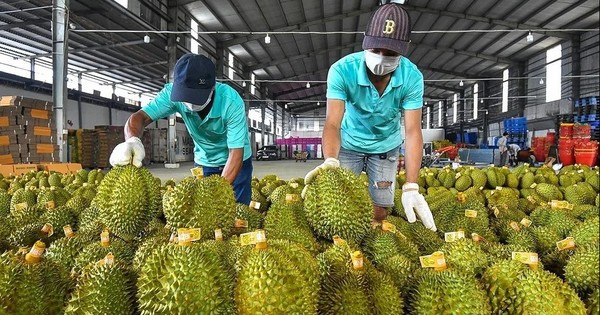 Sầu riêng 'vấp ngã' khiến xuất khẩu rau quả lao dốc
