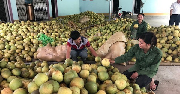 Thị trường khó tính nhất thế giới sắp mở cửa cho loại quả 'bá vương' của Việt Nam, chất lượng hàng đầu khiến Thứ trưởng Bộ Nông nghiệp Mỹ cũng phải khen