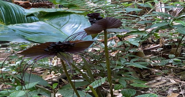 Sơn La: Phát hiện loài cây nở hoa hình con dơi, 'râu' dài như râu hùm