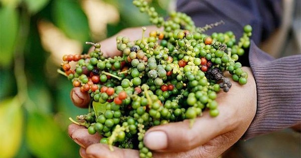 The reason Vietnam has to spend tens of millions of dollars importing pepper per month