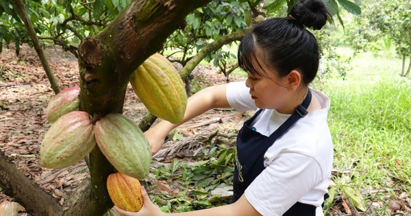 Để hồn Việt “lên men” trong từng hạt cacao thủ công