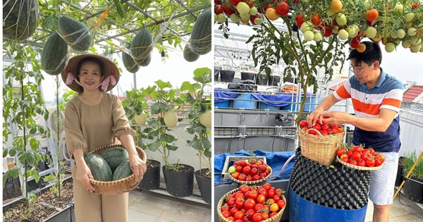 Chồng đầu tư cho vợ gần 100m2 làm vườn sân thượng, thu vài tạ trái ngọt mỗi năm: Thành quả kinh ngạc!
