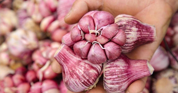 5 loại tỏi không nên mua - đến cả người bán cũng không dám ăn!
