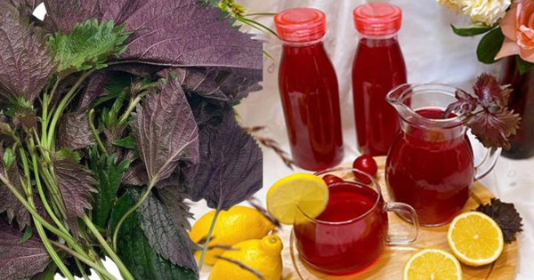 Nếu không thích thêm loại lá có vị đắng nhẹ này vào món ăn thì đem pha trà uống cũng làm sạch gan, lọc thận, chống viêm cực tốt