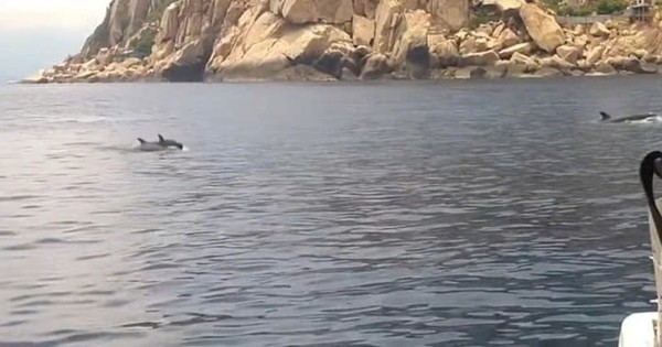 Đàn cá heo gần 100 con nhảy múa tại vịnh Nha Trang thu hút du khách