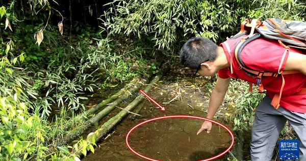 Lần theo tiếng động dưới vũng nước nông, cán bộ kiểm lâm hân hoan tìm thấy loài "tuyệt chủng" hơn 50 năm