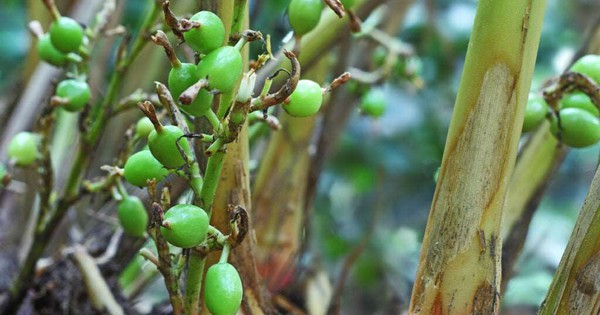 Việt Nam có loại gia vị đắt bậc nhất thế giới, chỉ hơn 10 nước trồng được: Đặc tính dược liệu ấn tượng