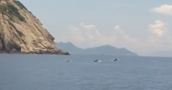 CLIP: Đàn cá heo tung tăng bơi lội giữa vịnh Nha Trang