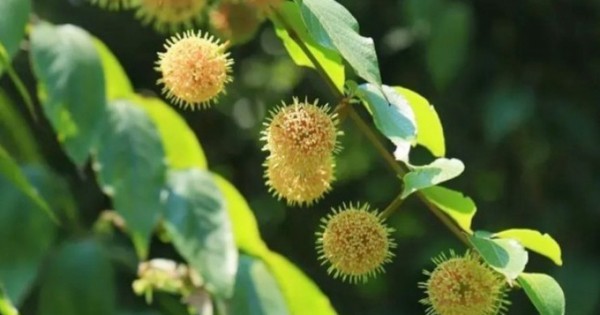 Cây mọc “virus” giá gần nửa triệu/kg, ở Việt Nam mọc hoang um tùm