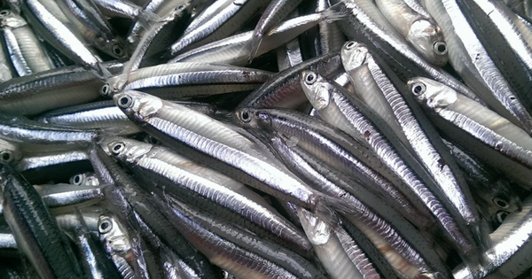 Gặp loài cá này ở chợ Việt nên mua ngay, được Mỹ đánh giá “bổ hơn cá hồi”, giàu canxi hơn sữa bò