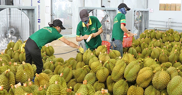 Xử lý thông tin "Sầu riêng vẫn loay hoay giải quyết chất vàng O"