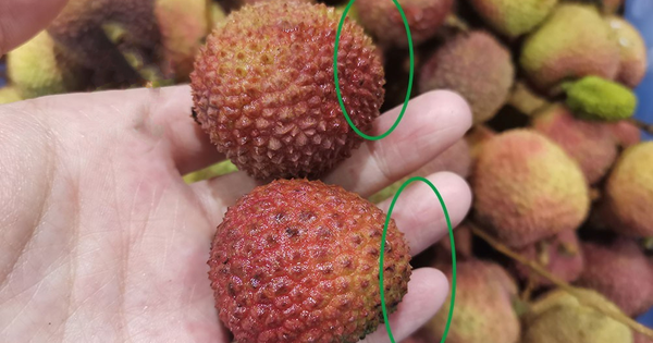 Mùa vải đến rồi, nhưng đừng vội mua nếu gặp 4 kiểu này – ai mua là tiếc đứt ruột!