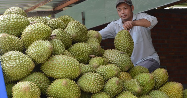 Tiền Giang áp dụng hiệu quả nhiều biện pháp kỹ thuật phát triển sầu riêng