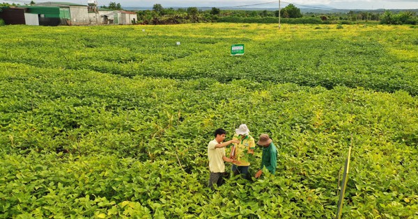 Chuyện người giữ sức khỏe cho đất