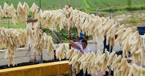 Thứ người Việt từng cho không ai lấy hóa ra là mặt hàng thượng hạng: Xuất 'đi Tây' có doanh thu khó tin