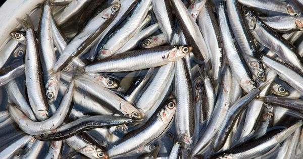 Loại cá dân dã 30.000 đồng/kg có canxi cao gấp 25 lần cá hồi, xưa làm mắm - nay lên bàn tiệc sang!