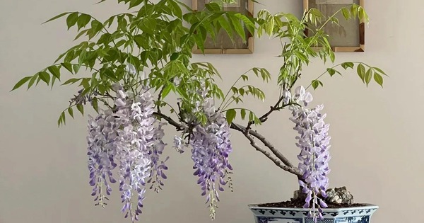 5 loài cây "hộ mệnh" phòng khách, hút may mắn thịnh vượng, bảo vệ gia đình khỏi xui xẻo