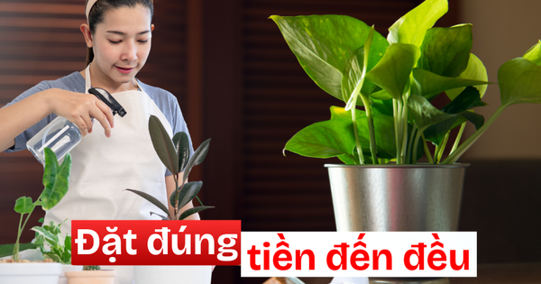 3 góc thường bị bỏ quên trong nhà – đặt đúng một chậu cây là ngăn được thất thoát tiền bạc