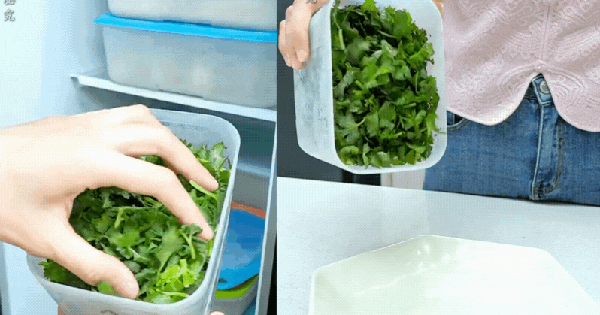 Bí quyết giữ rau thơm tươi lâu: Có nên trữ đông rau mùi (ngò rí)? Vì sao để tủ lạnh lại bị thâm đen?