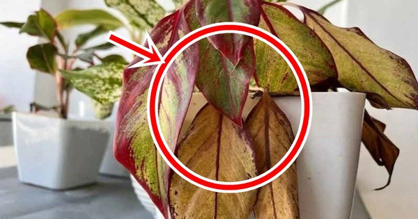 5 sai lầm khi trồng cây trong nhà khiến tiền bạc thất thoát mà gia chủ không hề hay biết