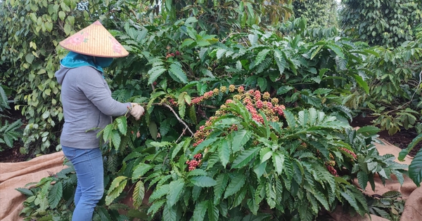 Loại hạt Việt Nam có giá cao kỷ lục, Đức, Mỹ, Nga chi trăm triệu đô "chốt đơn": Hóa ra có vô số lợi ích