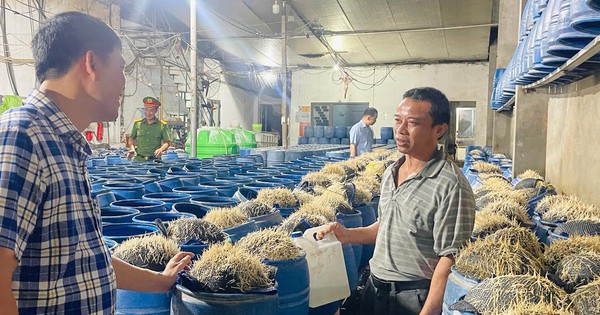 Lưu Văn Vẽ cấu kết với Tạ Văn Hải đưa 348 tấn giá đỗ độc hại ra thị trường: Chất cấm nào được sử dụng?
