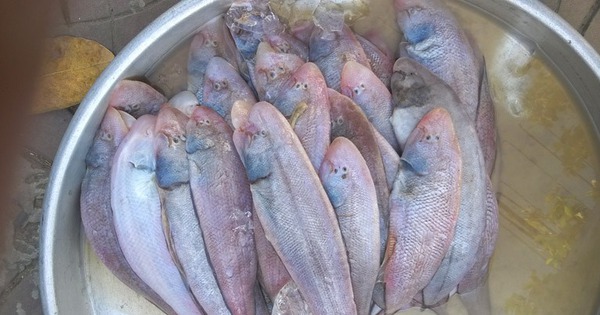 Loại cá được mệnh danh là "hoàng đế" chợ quê, ít xương, thịt mềm như tan trong miệng, dinh dưỡng tựa nhân sâm