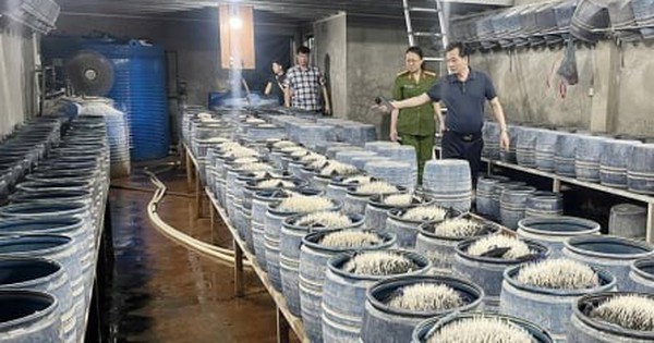 Triệt phá 2 cơ sở sản xuất, bán gần 350 tấn giá đỗ ngâm hóa chất ra thị trường