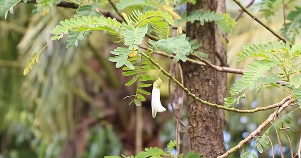Thấy cây đẹp mang về trồng, bất ngờ phát hiện là ‘kho báu’ cho gan, tiêu hóa